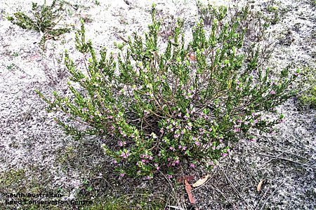 Zieria veronicea ssp. veronicea pl Newland Head CP Ron Taylor